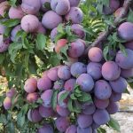 نبض آرام سفره‌ها زیر سایه جنگ/نمره قبولی وزارت جهاد کشاورزی در آزمون امنیت غذایی